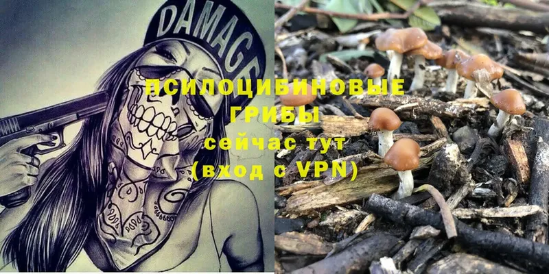 закладки  Великий Устюг  Псилоцибиновые грибы Psilocybe 